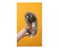 Lhasa Apso Male Female Puppy Available In Mumbai