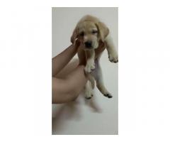 Labrador Male Puppy Available In Ahmedabad Gujarat