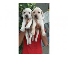 Labrador Retriever male and female puppies available