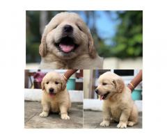 Golden Retriever male and female available