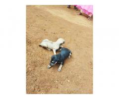 Kanni Puppies available for Sale in Trichy