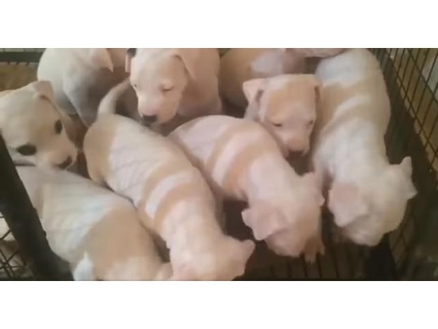 Dogo Argentino Puppy for Sale in Gondia Nagpur, Buy Online, Price - 1/1