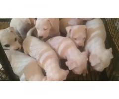 Dogo Argentino Puppy for Sale in Gondia Nagpur, Buy Online, Price
