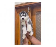 Husky male puppy available in indore