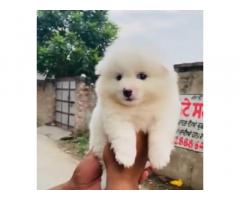 Pomeranian Puppy available