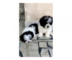 Shihtzu female puppy for sale in patiala