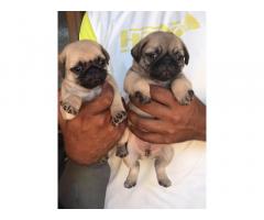 Pug male female puppies available