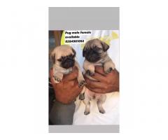 Pug male female puppies available
