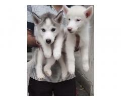 Husky 2 male pup available in reasonable price