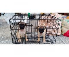 Pug Puppies available