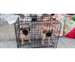 Pug Puppies available