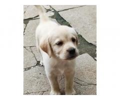 Labrador Puppies Available in Madurai