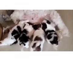 Shihtzu female puppies available