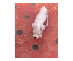 Boxer Male puppy for sale in pallavaram chennai - 1