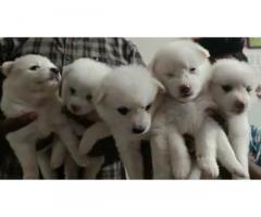 Pomerian puppies available