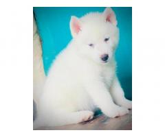 Siberian Husky blue eyes male puppy available