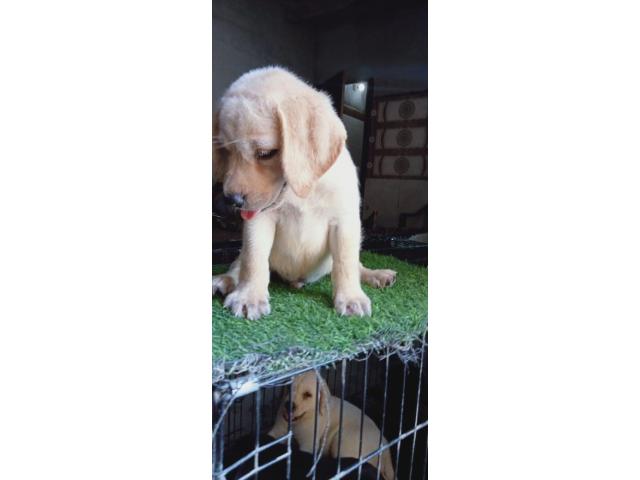 Labrador puppies for sale in ambala haryana - 1/2