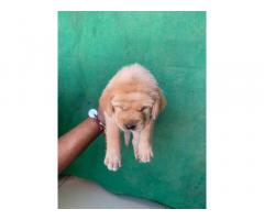 Labrador puppies for sale in ambala haryana - 2