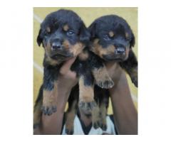Rottweiler male Puppies available in Dindigul