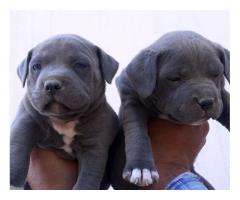 American bully Male and Female Puppies Available in Bangalore