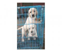 Labrador female available for sale in Ahmadnagar