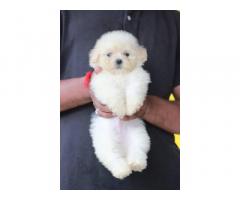 Lhasa Apso Puppy available for sell kolhapur