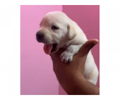 Lab puppies available in Bangalore for show home