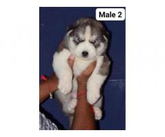 Husky Puppy available in ambala