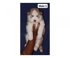 Husky Puppy available in ambala