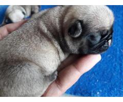 Pug puppies available, Pug dog price, pug buy online