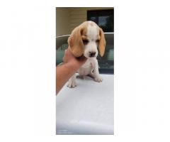 Beagle male sell location moga punjab