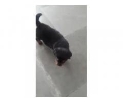 Rottweiler Puppy for sale in hapur