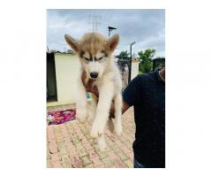 Husky Male Puppy With Paper And All Vaccine Complete Available Location Pune