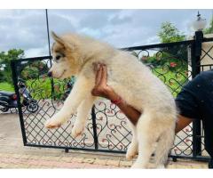 Husky Male Puppy With Paper And All Vaccine Complete Available Location Pune