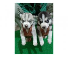 Husky male Dark blue eyes Top quality Champion bloodline available for sale