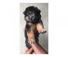 GSD Male for sale punjab