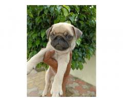 Pug male pup available for new home