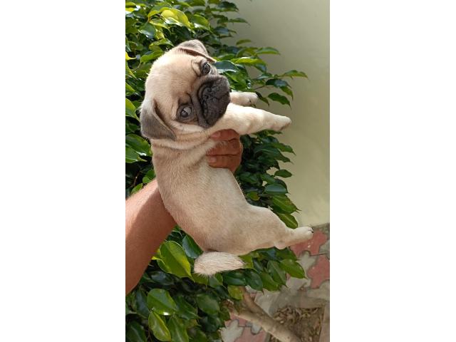 Pug male pup available for new home - 2/2