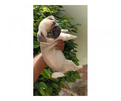 Pug male pup available for new home - 2