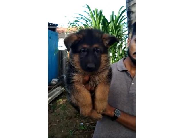 GSD male puppy Available ashta sangli - 1/1