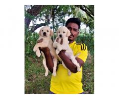Labrador male and female puppies available kodiveri erode district