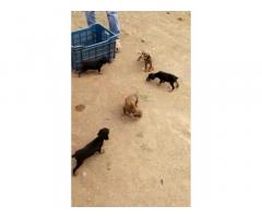 Doberman puppies available for sale Shinde pets satara