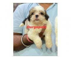 Tri colur Lhasa apso female puppy available in NAVI Mumbai