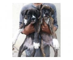 Boxer puppy available nashik - 1
