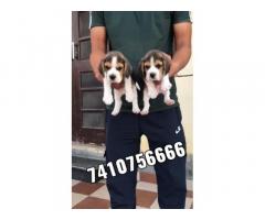 Beagle male puppy dog for sale