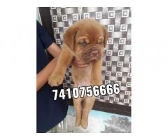 French Mastiff for sale available