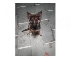 Good Quality German Shepherd Female Double Coat Puppy Available Dewas MP