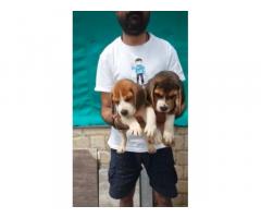 Beagle female pup available for sale