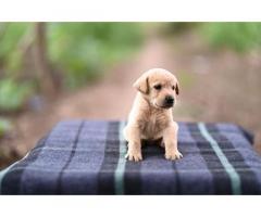 Labrador Puppies Male and Female Puppies Available