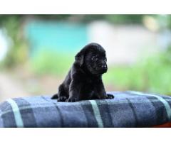 Labrador Puppies Male and Female Puppies Available
